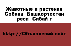 Животные и растения Собаки. Башкортостан респ.,Сибай г.